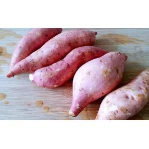IQF Frozen Peeled Whole Sweet Potato, variety of 'Shengli 100'