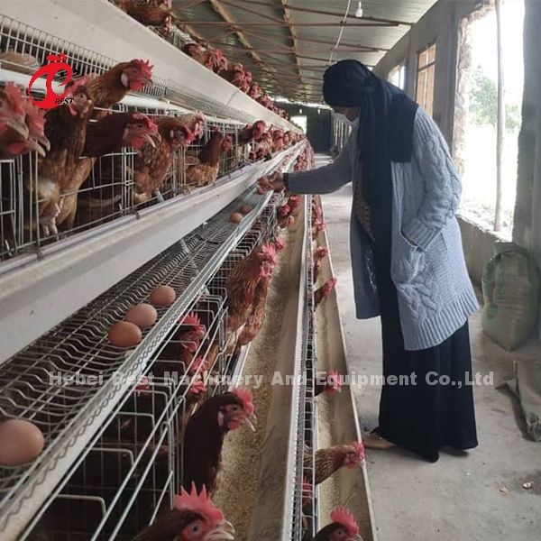 Buy 2022 Hot Sale Battery Poultry Layer Cage , coated A Frame Layer Cages 25 years Emily at wholesale prices