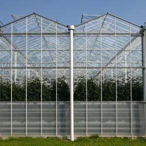 Multi Span Steel Structure Venlo Glass Greenhouse Fiberglass Covering 1000m2