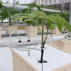 Steel Structure Vertical Farming Container Greenhouse with Multi-Span Hydroponic System