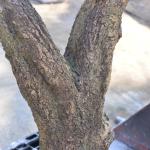 Customized Realistic UV Resistant Large Indoor Olive Tree​ For Commercial