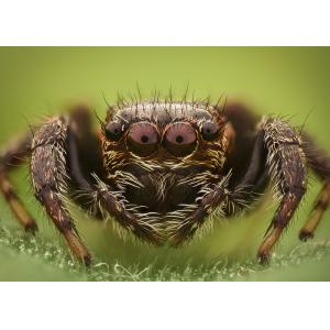 Trinocular Head Stereo Optical Microscope ZSA0850T 0.8×-5× Magnification