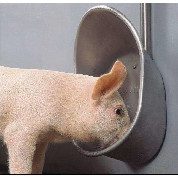 Buy Livestock Pig Automatic Waterer Bowl Stainless Steel Hog Water Bowl at wholesale prices