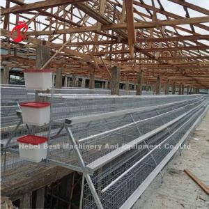 Laying Hens 256 Birds Battery Cage Poultry Farming In Zambia Sandy