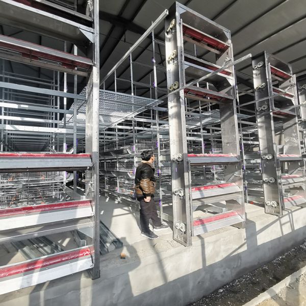 Buy Multi Tier Poultry House Cleanout Equipment , 1.2mm 220v Battery Cage System at wholesale prices