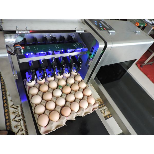 High Output Egg Batch Code Stamping Machine With Low Maintenance Costs
