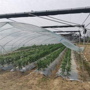 Strawberry High Tunnel Greenhouse Hydroponic Rain Shelter Greenhouse