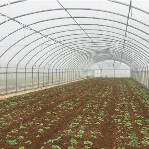 Single-Span Agricultural Greenhouses Solution for Growing Produce