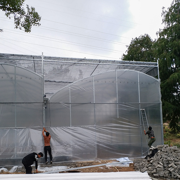 IGreen Tunnel Strawberry Greenhouses PE Greenhouse for Vegetable and Flower Growing
