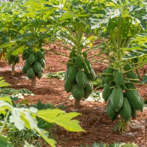 Pharmaceutical Grade Papaya Contains Papain Customized Papain Food Grade