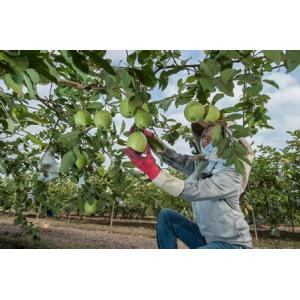 Quality China Supply Food Grade Custom Made Protection Paper Guava Bag for sale