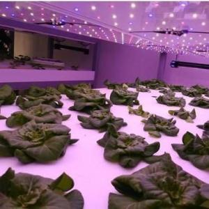Vertical Farming Hydroponics Greenhouse in 40HQ Reefer Container with Steel