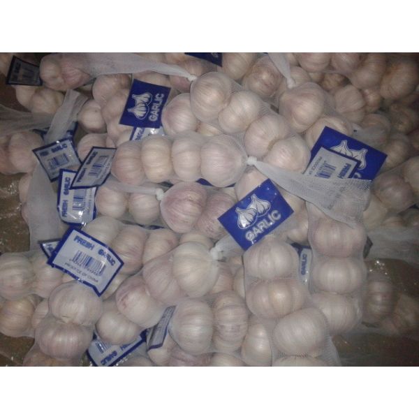 Buy FRESH GARLIC at wholesale prices