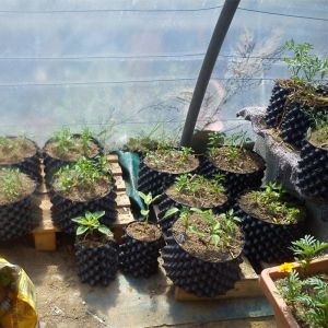 New Design Air Flower Planter Pots Disposable pruning Root Pot