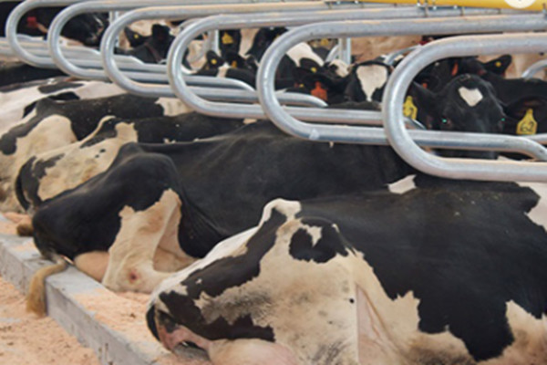 Buy Hot Dipped Galvanized Single Row Cow Free Stall Acid Proof at wholesale prices