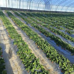 Quality Multi-Span Film Greenhouse for Farming Package Gross Weight of 20.000kg and Affordable for sale