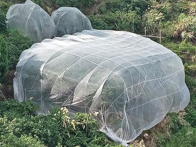 Quality High Density Agriculture Insect Net 50gsm Plant Cover Net 60mesh White Vegetable for sale