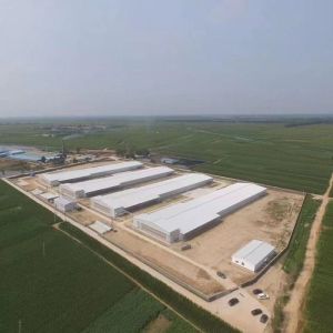 AZ Plate Broiler Chicken Farm Structure Shed Construction 30 Years Life