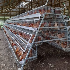 Layer Egg Poultry Battery Chicken Cage Farm House 4 Tiers For Nigeria Africa