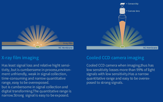 Immunoassay Automated Chemiluminescence Imaging System For Western Blot Transfer Protein Analysis