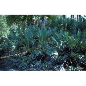 Natural Light Yellow Fine Powder Serenoa Serrulata Extract , fatty Acid