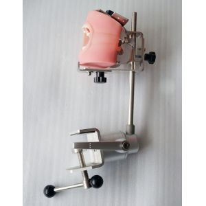 Medical Dental Training Simulator Desktop Dental Phantom Head Model For College