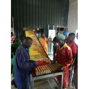 Poultry Field Chicken Farming Equipment 54 Birds A Type Layer Cage