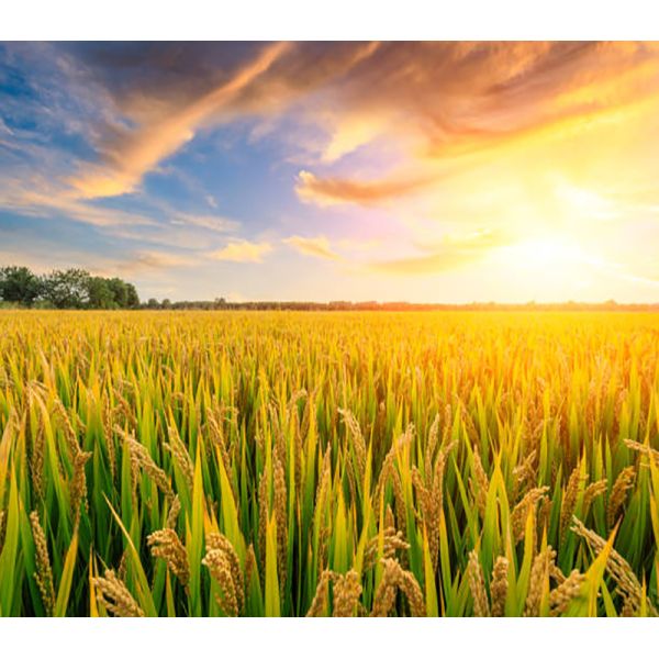 Chemical Pesticide Thiamethoxam Killing Aphids insecticide effective to rice planthopper Cotent 30% Thiamethoxam Liquid