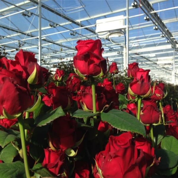 Elegant Venlo Glass Greenhouse for Rose Growing with High Light Transmission