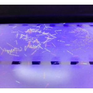 Custom Anti Counterfeiting Label CMYK/Pantone Die Cut Paper Vinyl PET Roll/Sheet