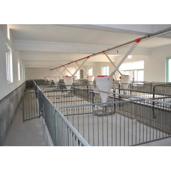 Modern Galvanized Sow Gestation Stalls 1m Height With Concrete Slat Flooring