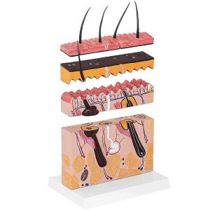 70 X Enlarged Medical Educational Anatomy Human Skin Model