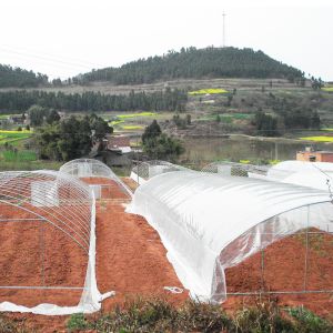 Polytunnel Plastic Film Agricultural Sawtooth Greenhouse Multi-span