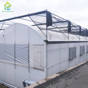Automated Blackout Multi-span Light Deprivation Mushroom Greenhouse