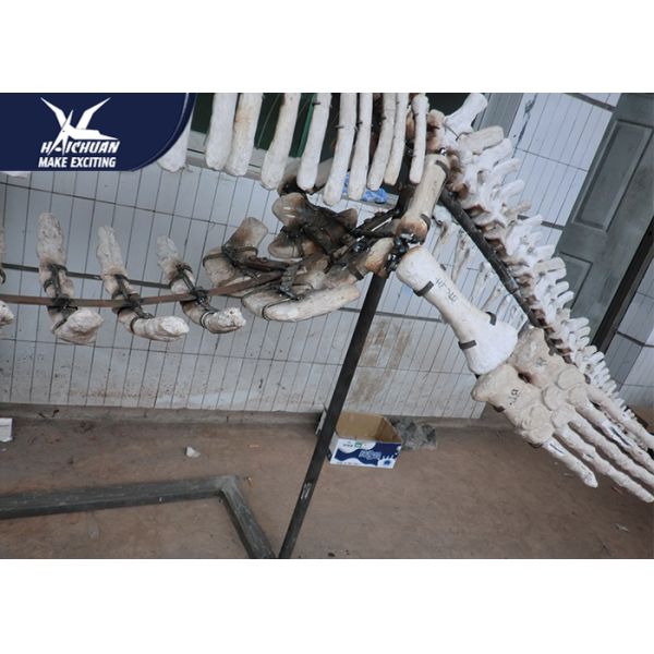 Durable Fiberglass Life Size Dinosaur Skeleton / Dinosaur Fossil For Kids Educational