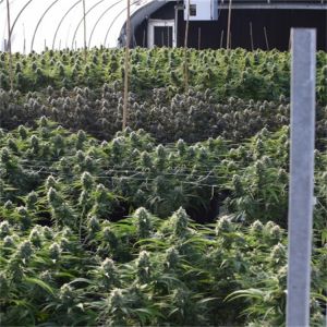 300 Sq Meters Breathable Light Deprivation Greenhouse With Blackout System