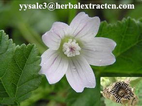 Chinese manufacturer supply Althaea Officinalis Root Extract with competitive