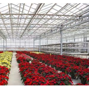 Maximize Your Tomato Yield with Anti-Drip Technology Greenhouse and Temporary