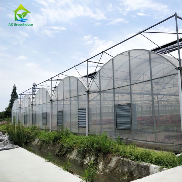 Buy 6m 8m 9m Span Clear Plastic Film Greenhouse Vegetable Farming at wholesale prices