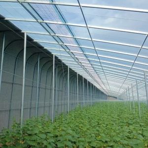 Optimize Growth with Sunlight and Spray Irrigation Flower Planting Greenhouse