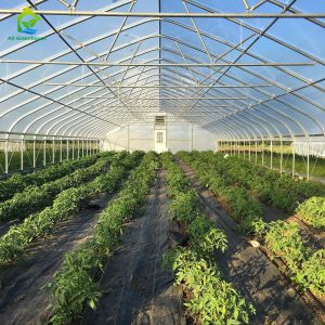 Cheap Agricultural Green House Commercial Greenhouse Intelligent Single-Span
