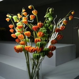 Real Touch PU Cape Gooseberry