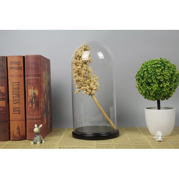 Wooden Base D10*H20cm Borosilicate Glass Display Dome Cloche