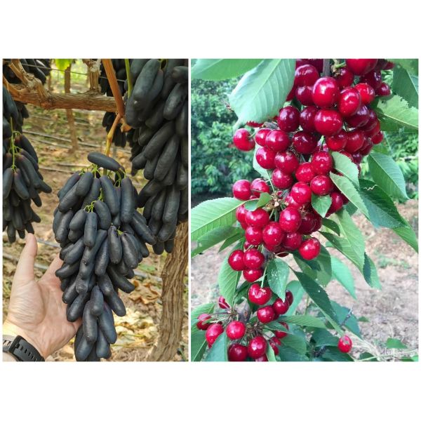 Organic Agricutural Fertilizer Amino Acid Chelate Trace Elements 10% Water Solubility