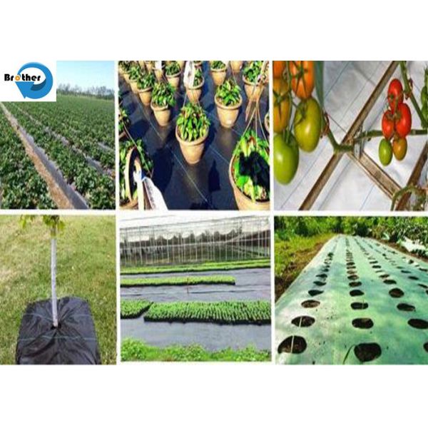 Qualified Free Samples Agriculture Woven PP Woven Plastic Ground Cover Landscape Fabric