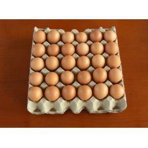 Egg Tray Manufacturing Unit 1300pcs/h Capacity