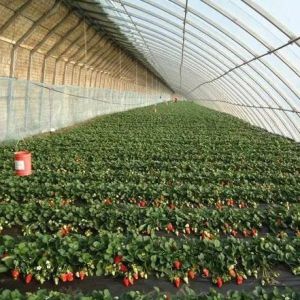Commercial Tomato Growing Sunlight Greenhouse With Shipping Cost And Design