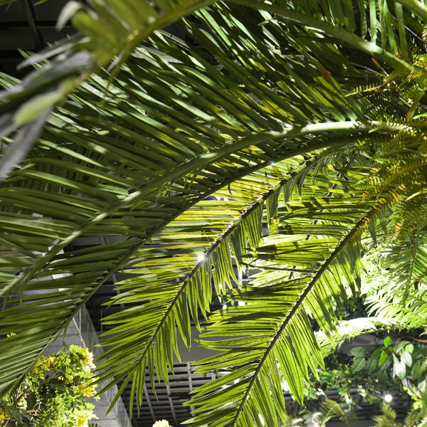 Custom Artificial Date Tree For Theme Park Hotels Easy To Install Low Maintenanc