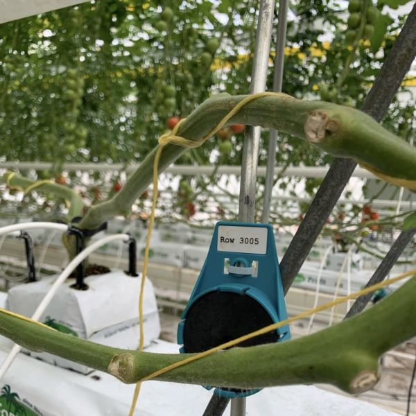 Multi Glass Greenhouse for Flowers