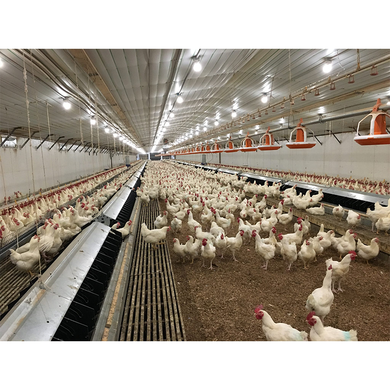 Layer Broiler Steel Structure Chicken House Building for Farming